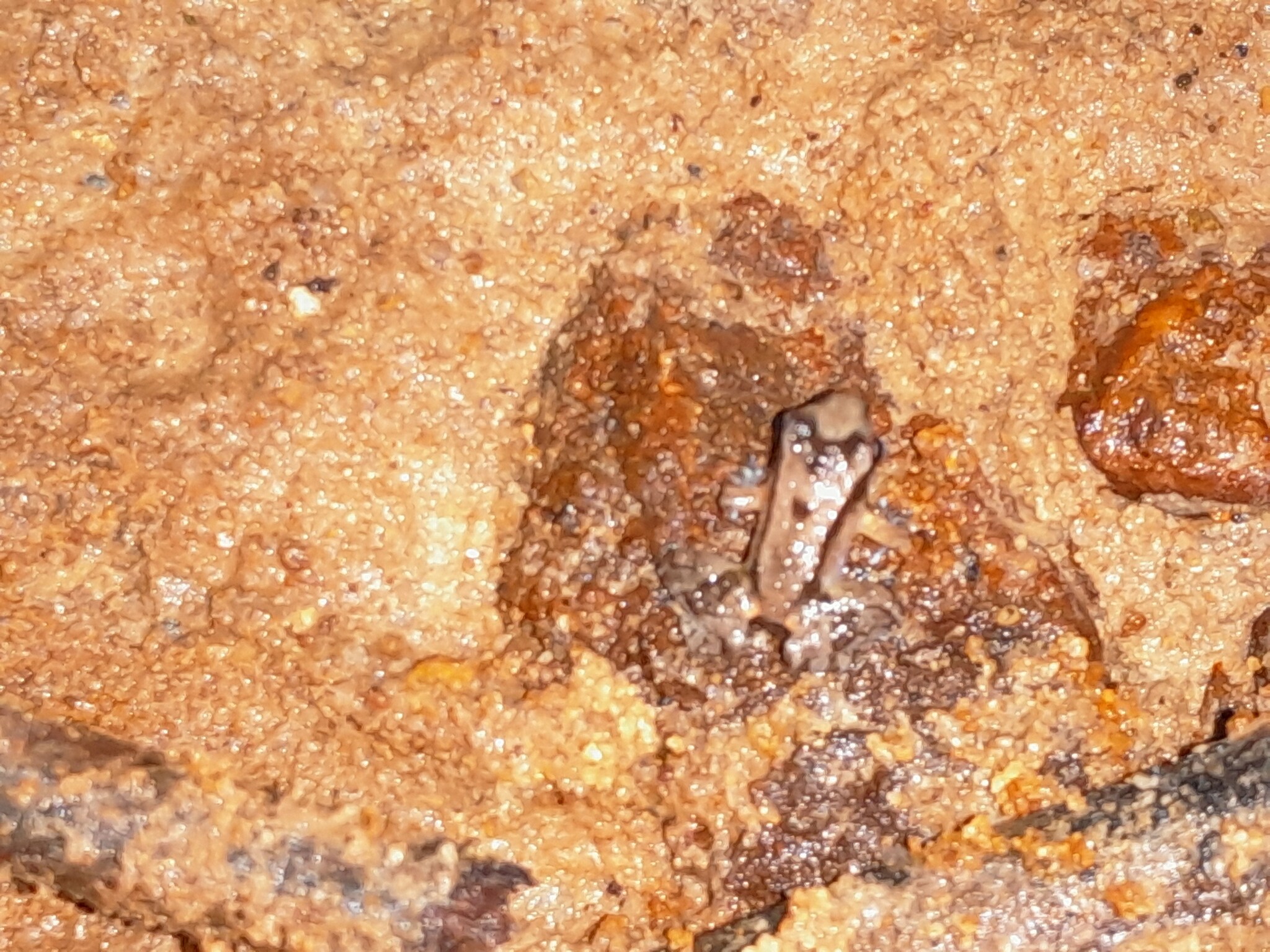 Anomaloglossus surinamensis Ouboter & Jairam, 2012