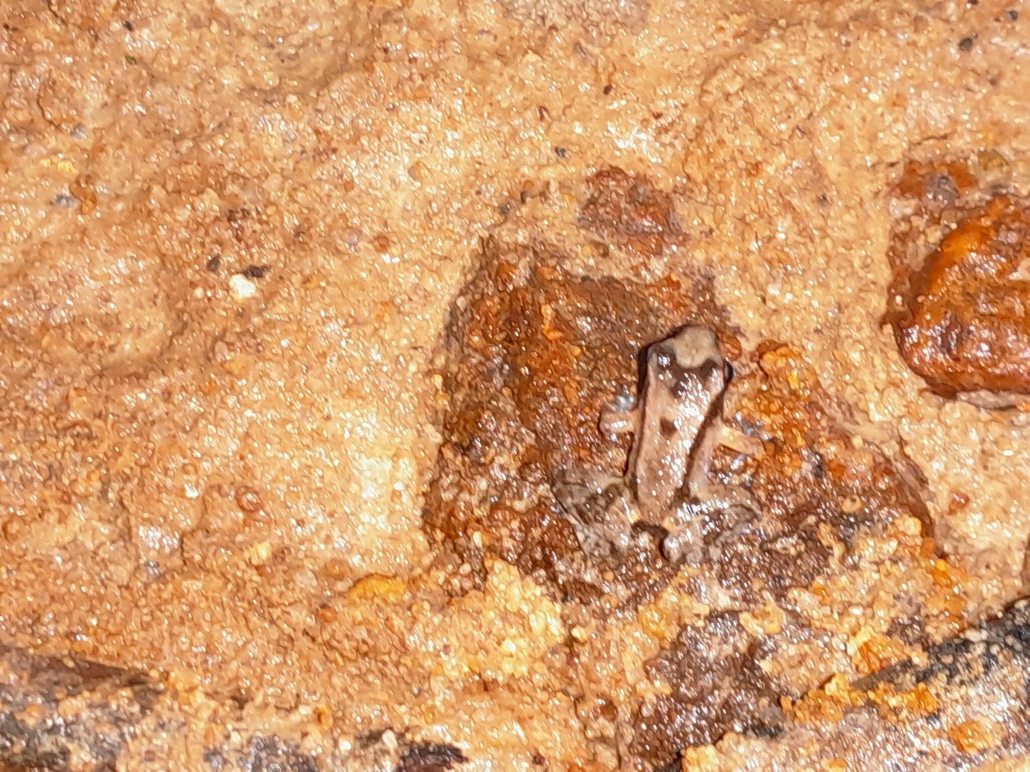 Anomaloglossus surinamensis Ouboter & Jairam, 2012