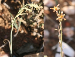 Dipcadi brevifolium