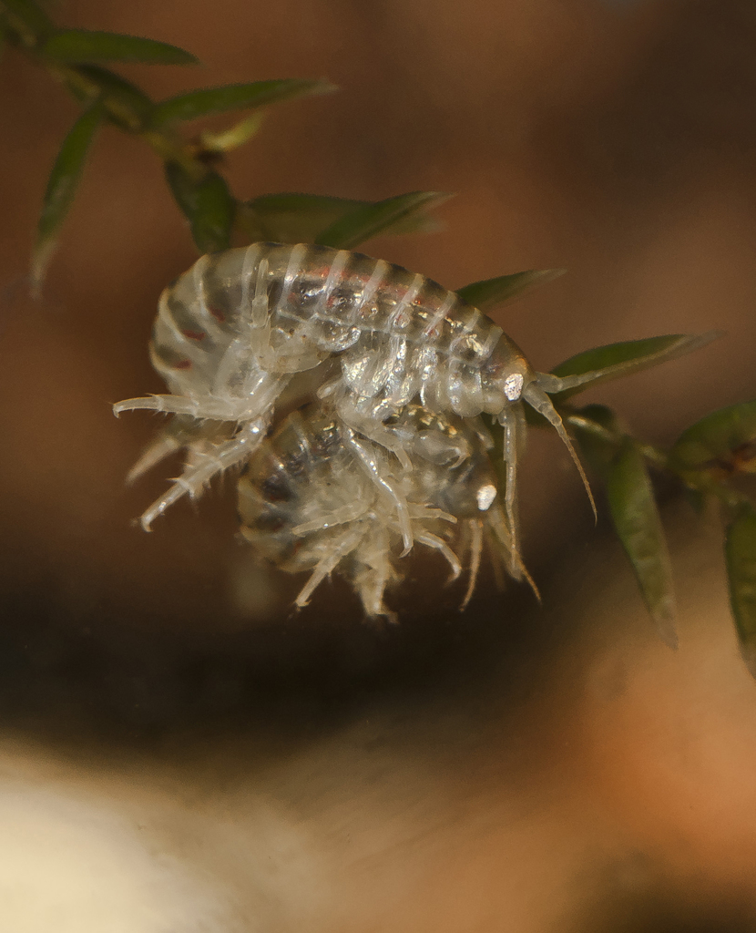 Micruropodidae