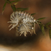 Gmelinoides fasciatus - Photo 由 Владимир Семашко 所上傳的 (c) Владимир Семашко，保留部份權利CC BY-NC