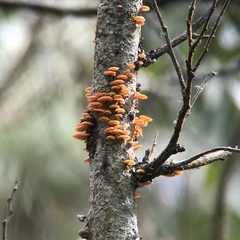 Favolaschia calocera