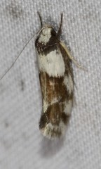 Zaphanaula hemileuca