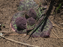 Ledebouria ovatifolia ovatifolia