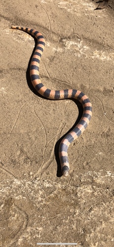 Sonora cincta