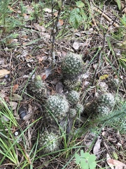 Escobaria missouriensis