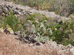 Aeonium percarneum image