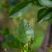 Thedgonia ligustrina - Photo (c) Nicolas Schwab, some rights reserved (CC BY-NC), uploaded by Nicolas Schwab
