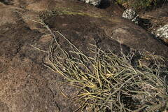 Cissus hamaderohensis image