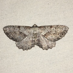 Cymatophora approximaria