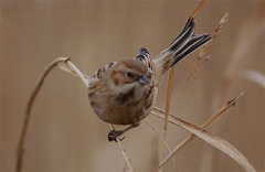 Emberiza pallasi