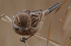 Emberiza pallasi