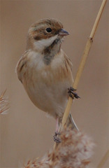 Emberiza pallasi