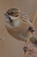 Emberiza pallasi