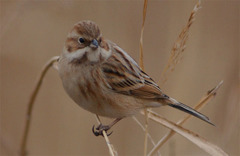Emberiza pallasi