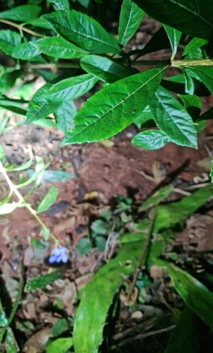 Rough-leaved Cats-whiskers