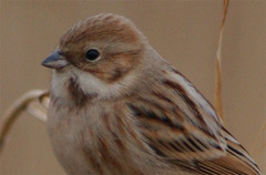 Emberiza pallasi