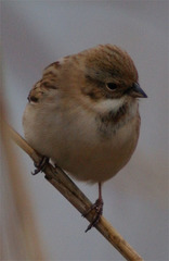 Emberiza pallasi