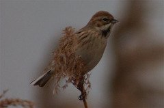 Emberiza pallasi