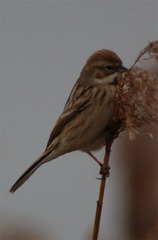Emberiza pallasi