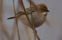 Emberiza pallasi