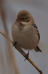 Emberiza pallasi