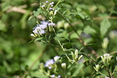 Praxelinae