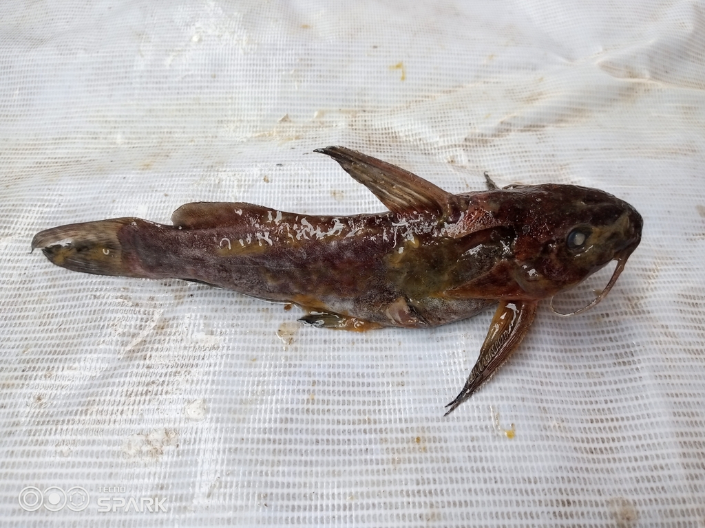 Synodontis tessmanni