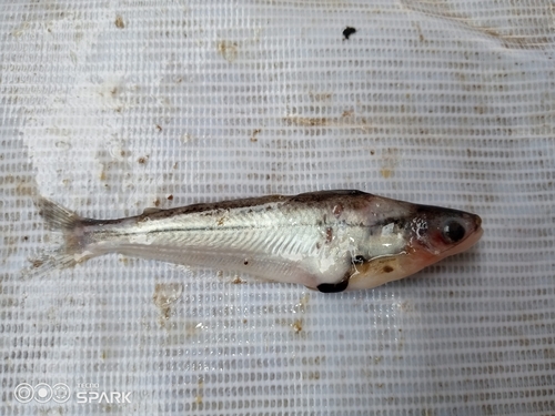 African glass catfish (Pareutropius debauwi) — Schilbeidae