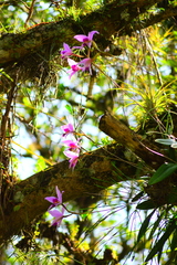 Laelia anceps