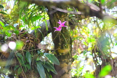 Laelia anceps