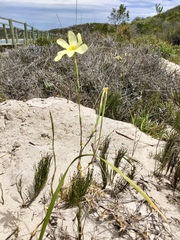 Moraea bulbillifera