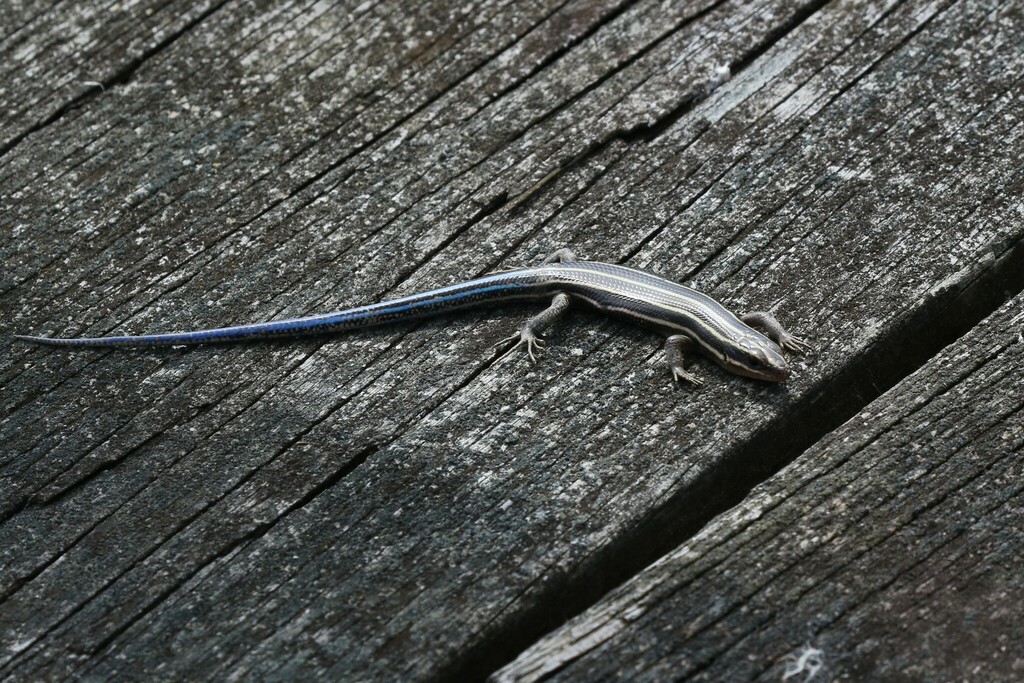 Common Five-lined Skink from Anne Arundel County, MD, USA on April 15 ...