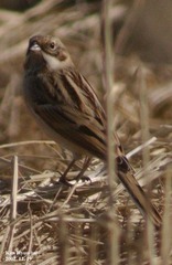 Emberiza pallasi