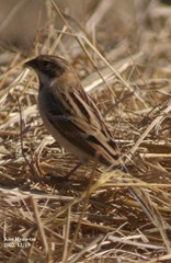 Emberiza pallasi
