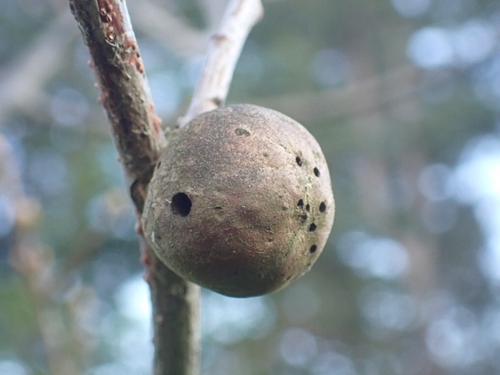 An Oak Marble gall showing multiple exit holes of different sizes suggesting that the cynipid larva was parasitised.