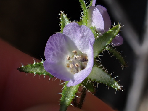 Pholistoma auritum var. arizonicum