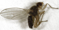 Scaptomyza flava