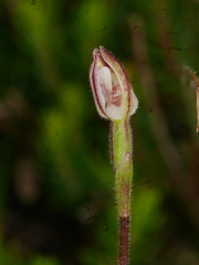 Caladenia bartlettii