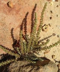 Crassula lanceolata image