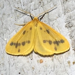 Eubaphe