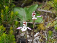 Caladenia bartlettii