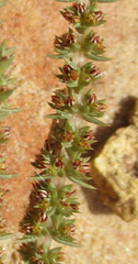 Crassula lanceolata image