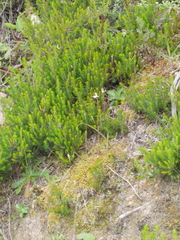 Caladenia bartlettii