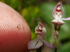 Caladenia bartlettii