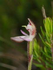Caladenia bartlettii