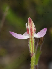 Caladenia bartlettii