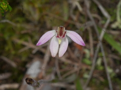 Caladenia bartlettii
