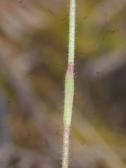 Caladenia bartlettii