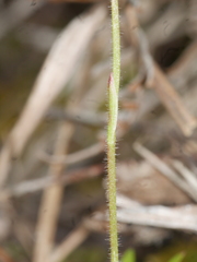Caladenia bartlettii